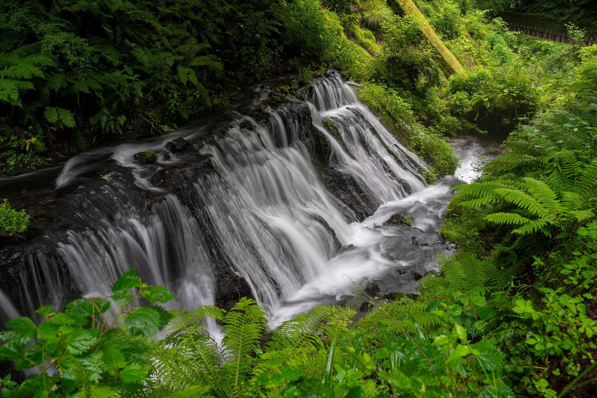 Tiered waterfall cascading through lush ferns
